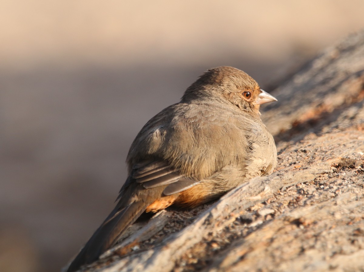 California Towhee - ML641833889