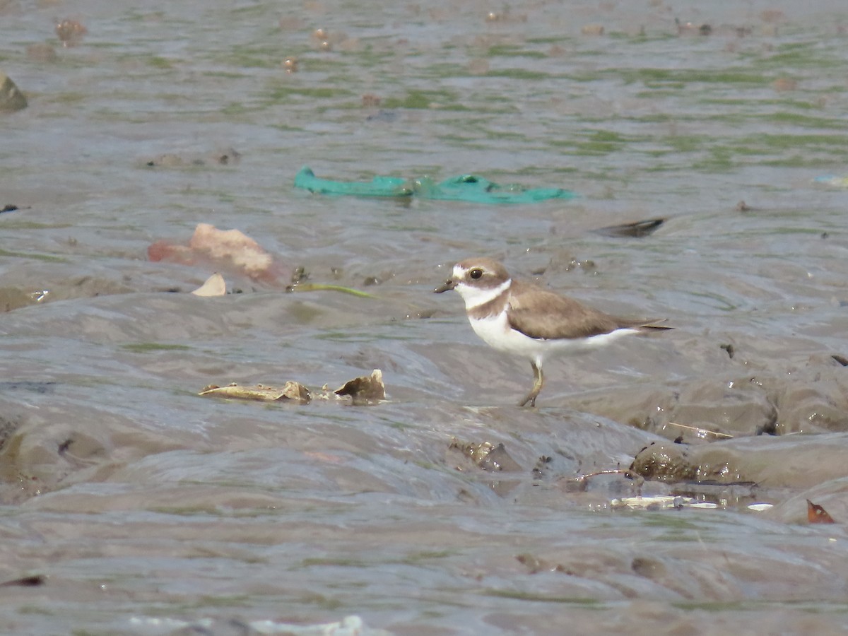 Semipalmated Plover - ML641833924