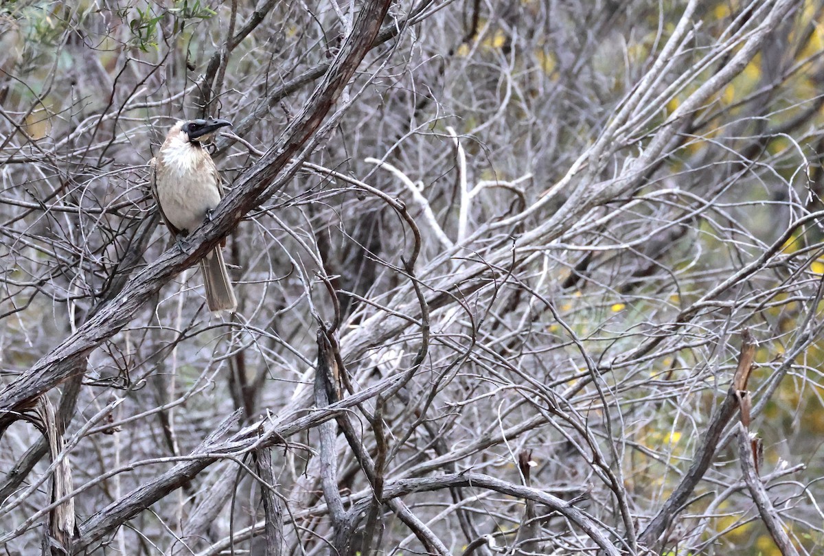 Noisy Friarbird - ML641833948