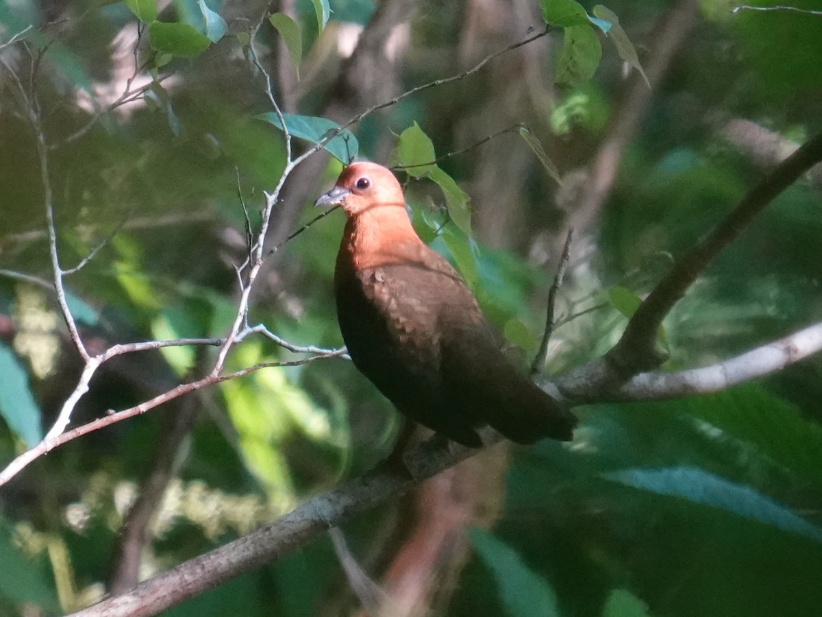 Santa Cruz Ground Dove - ML641833954