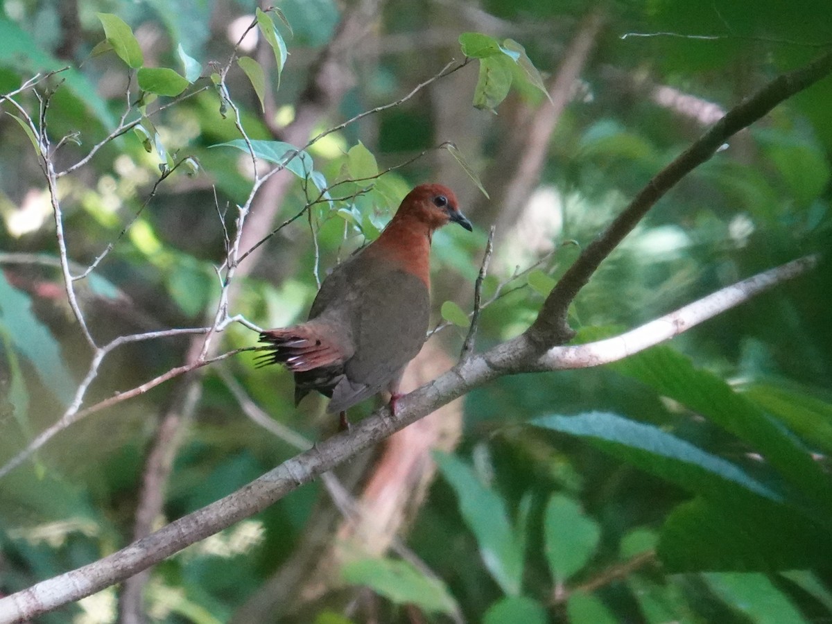 Santa Cruz Ground Dove - ML641833955