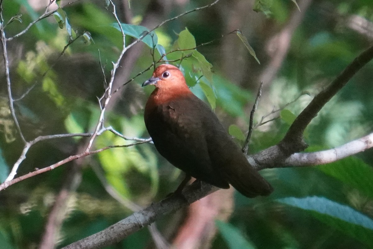 Santa Cruz Ground Dove - ML641833956
