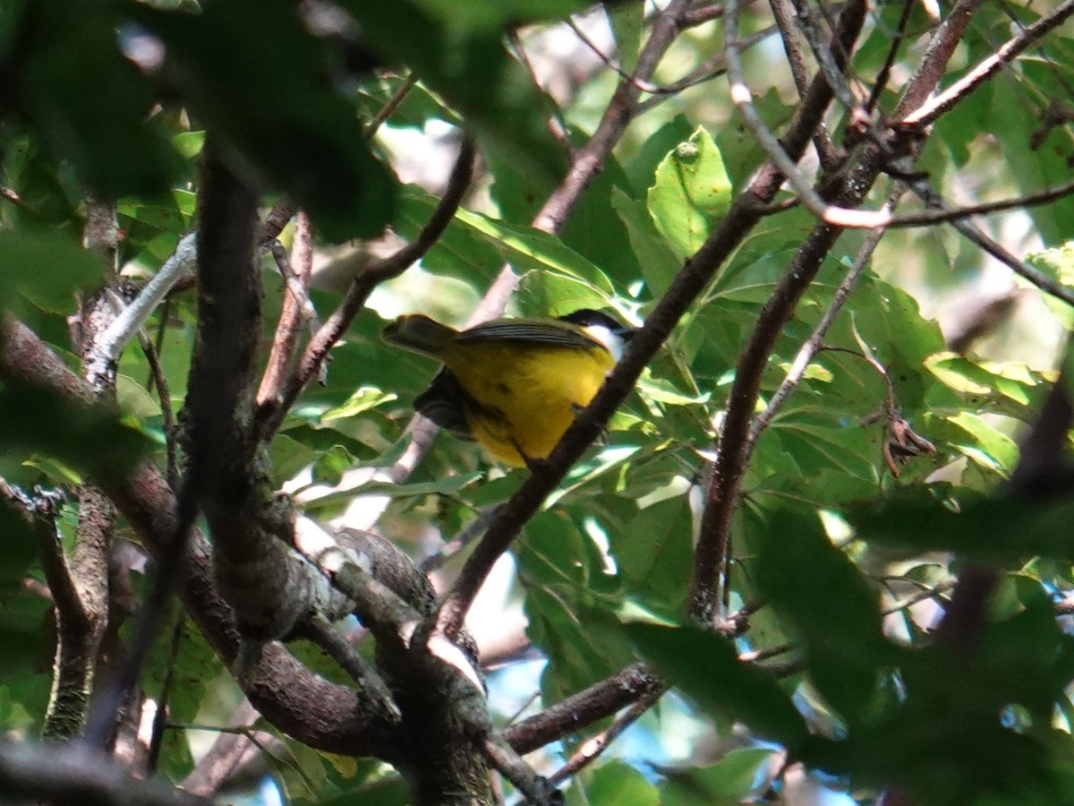 Vanuatu Whistler - ML641833964