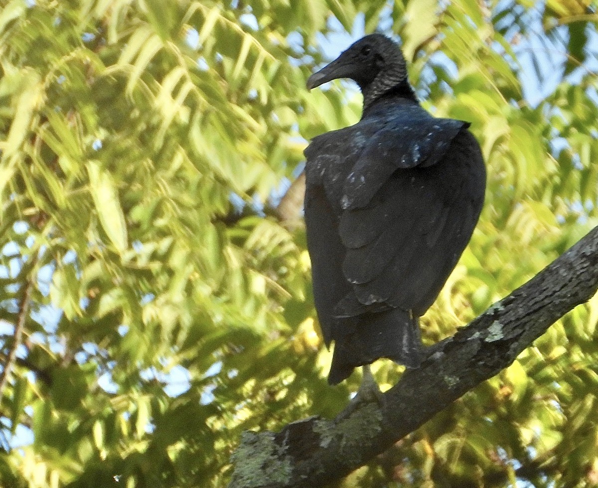 Black Vulture - ML641833999