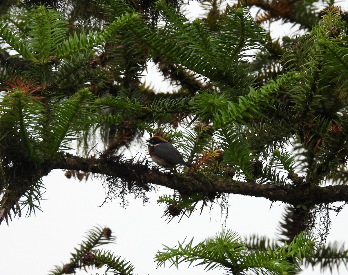 Black-throated Tit - ML641834008