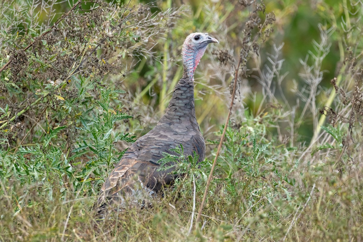 krocan divoký - ML641834034