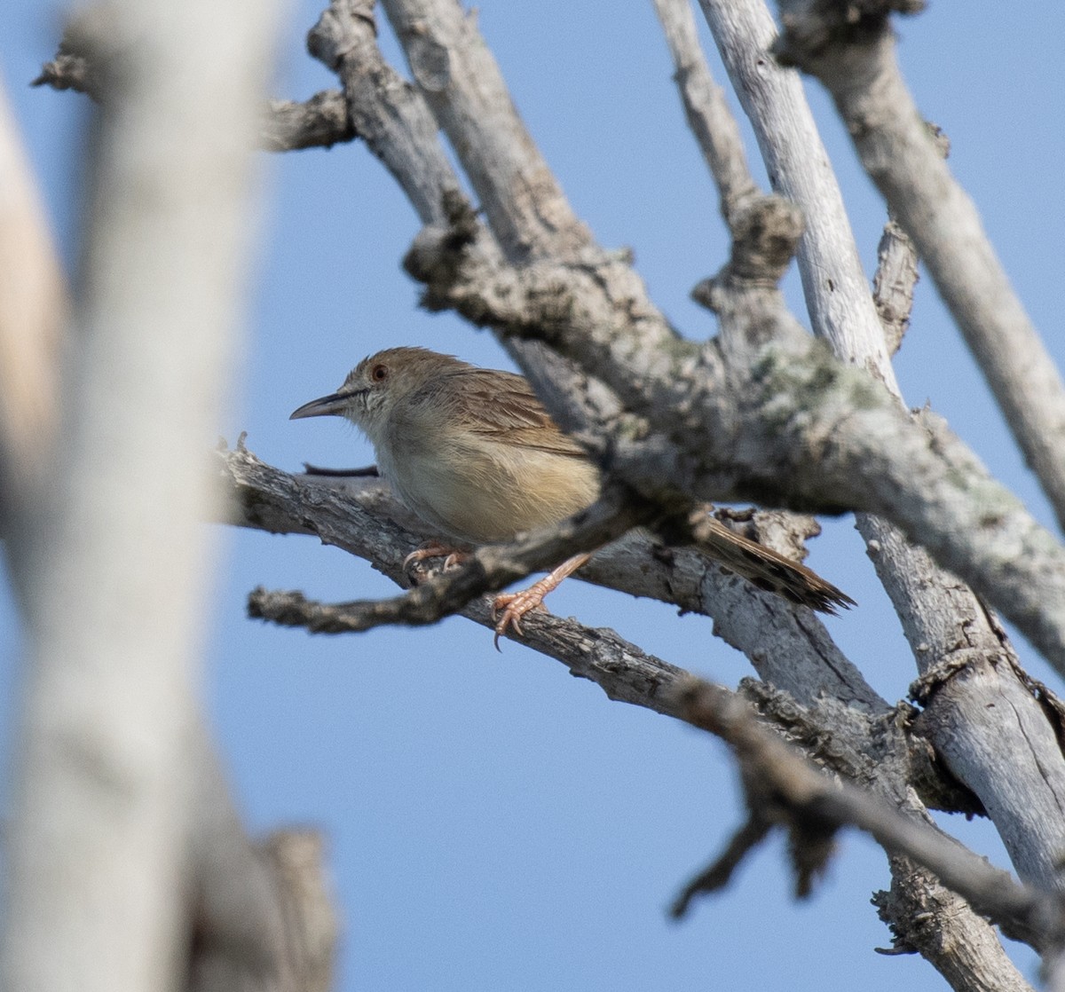 Rattling Cisticola - ML641834053