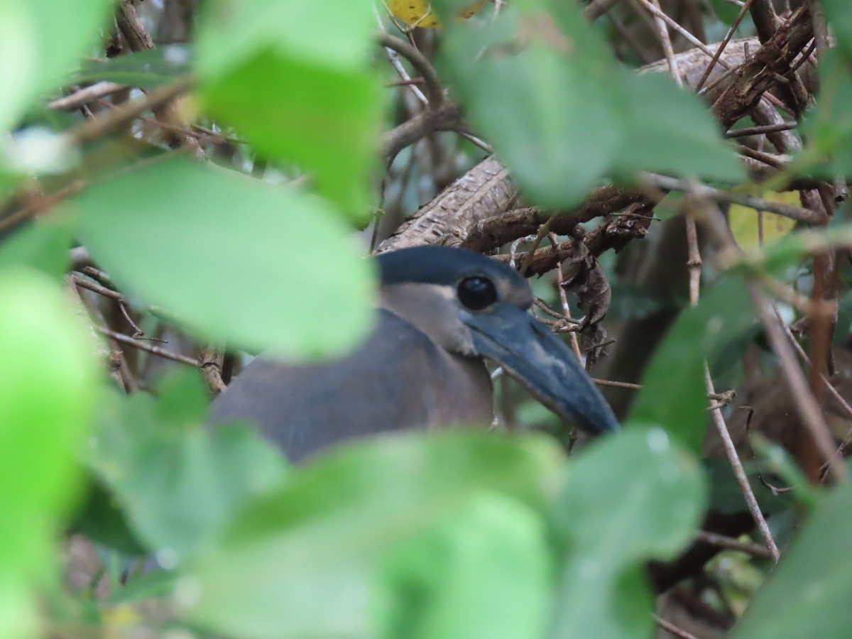 Boat-billed Heron - ML641834067
