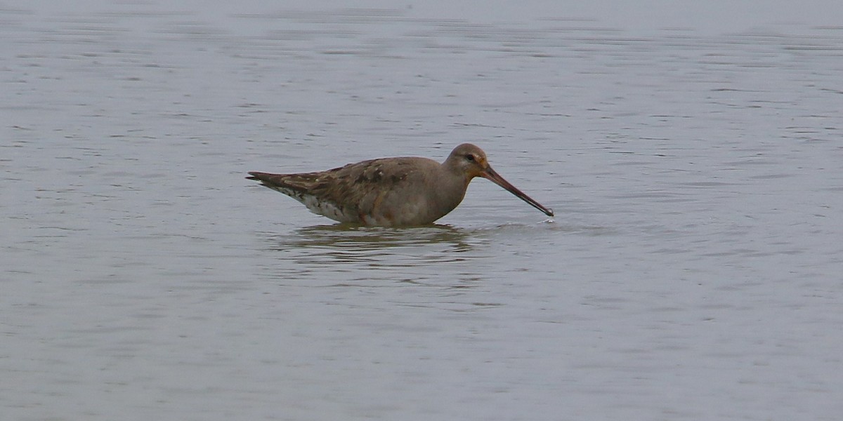 Hudsonian Godwit - ML641834069