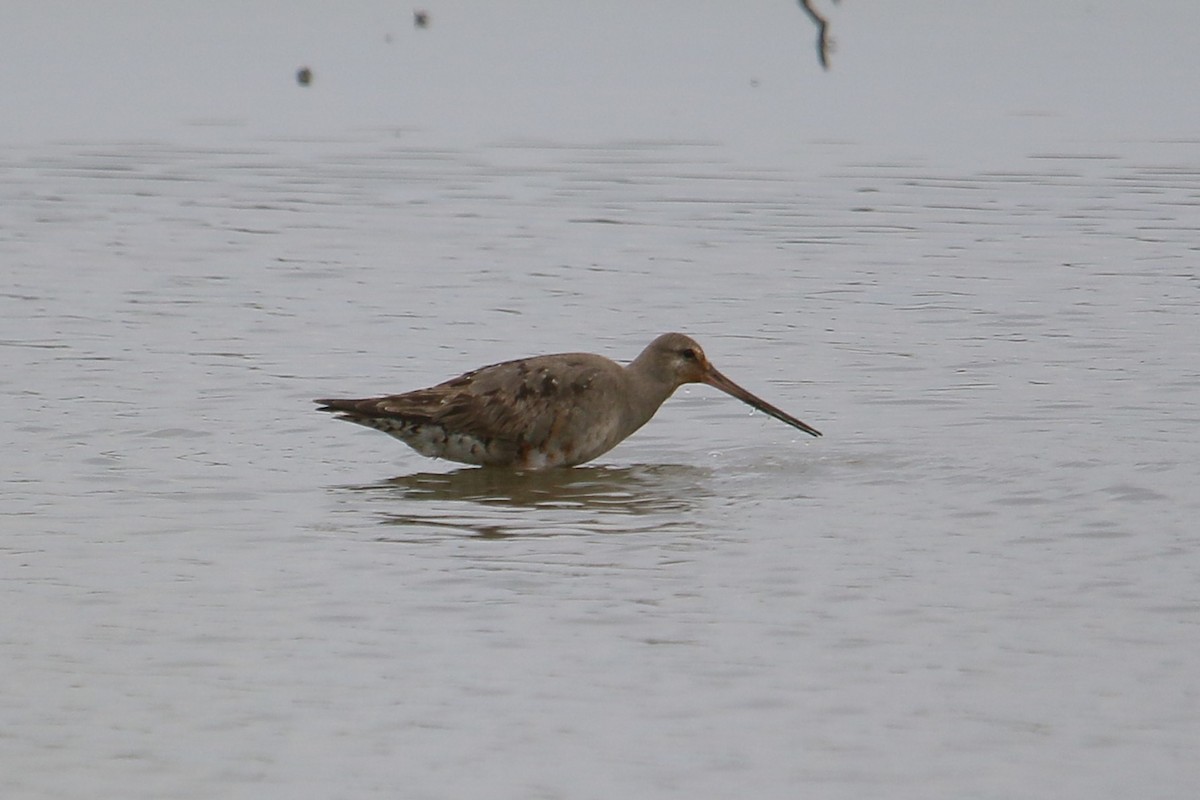 Hudsonian Godwit - ML641834074