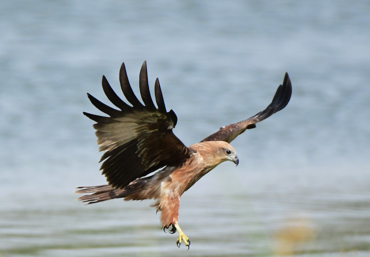 Brahminy Kite - ML641834085