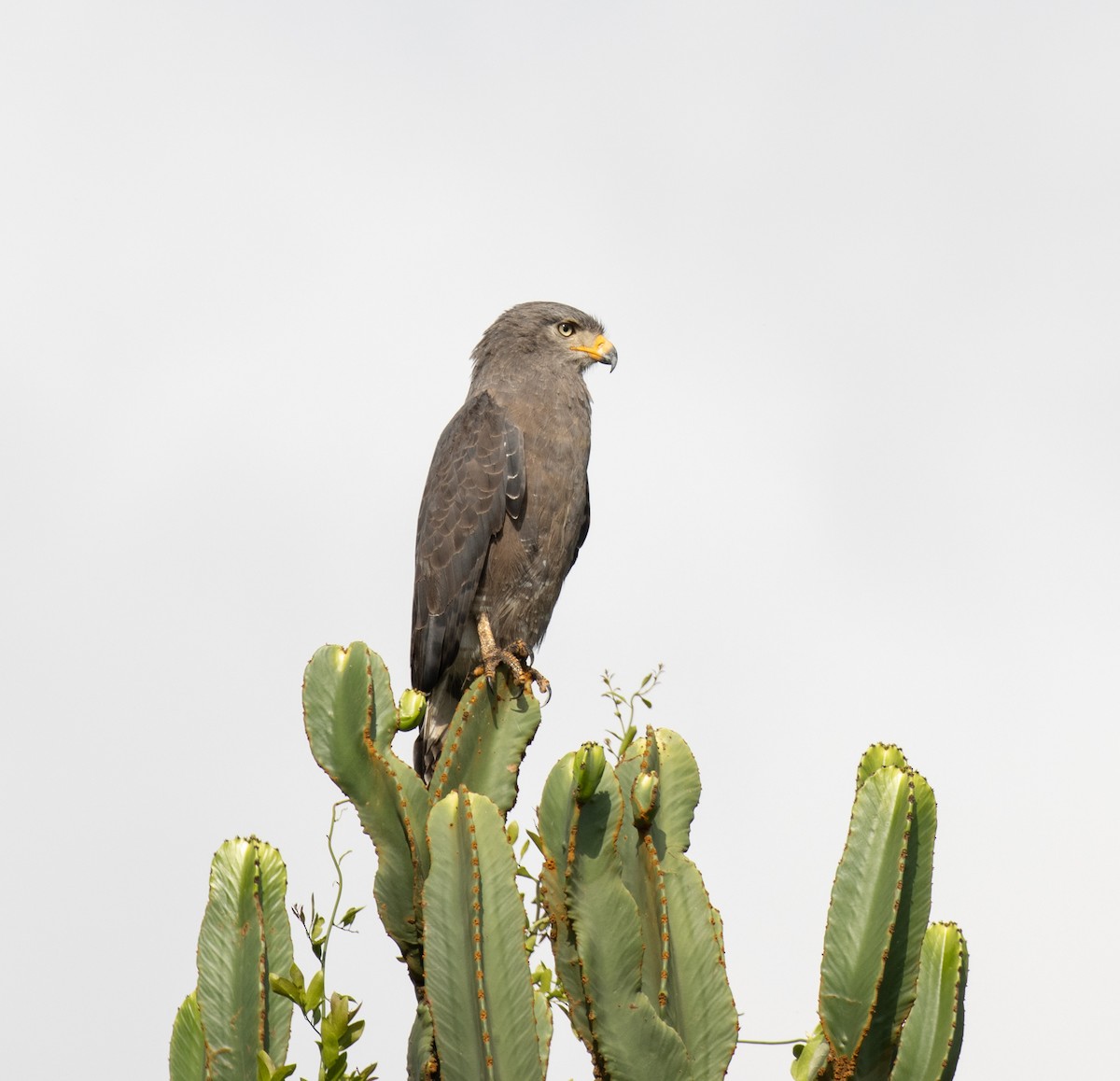 Western Banded Snake-Eagle - ML641834091