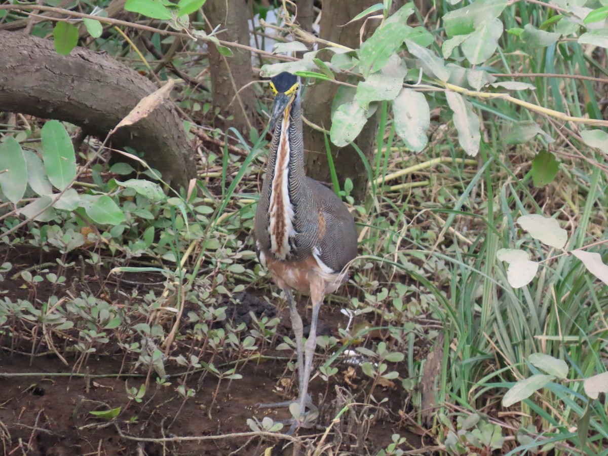 Bare-throated Tiger-Heron - ML641834094
