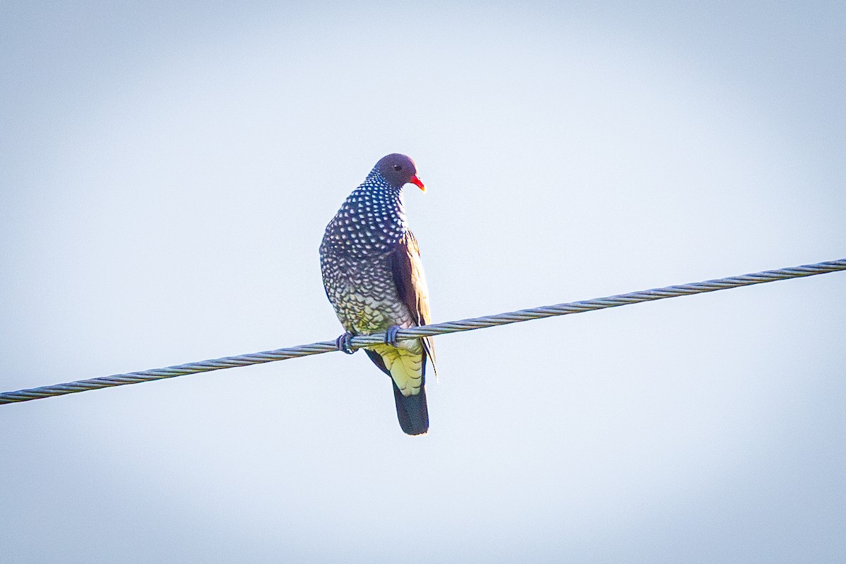 Scaled Pigeon - ML641834096