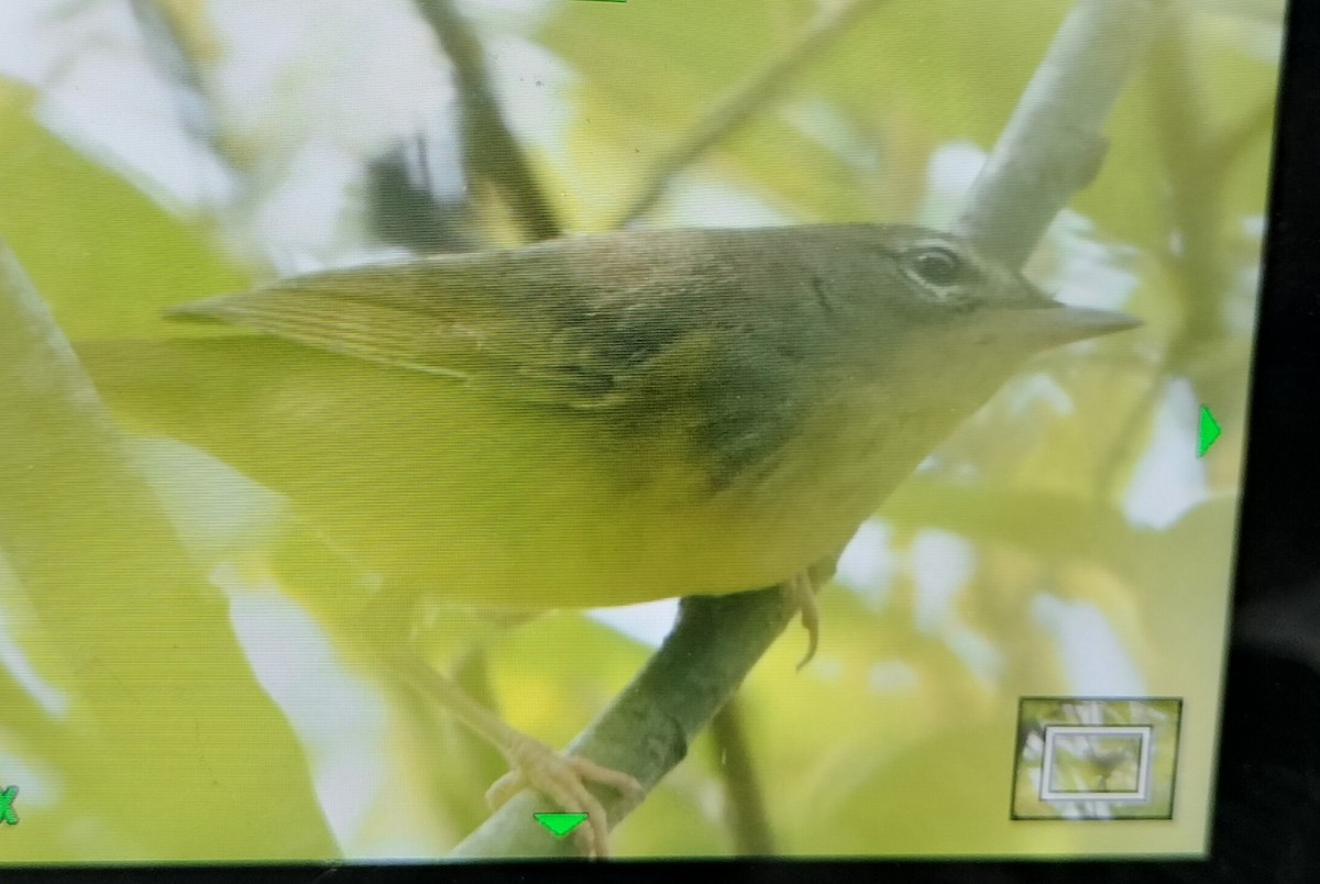 Mourning Warbler - ML641834109