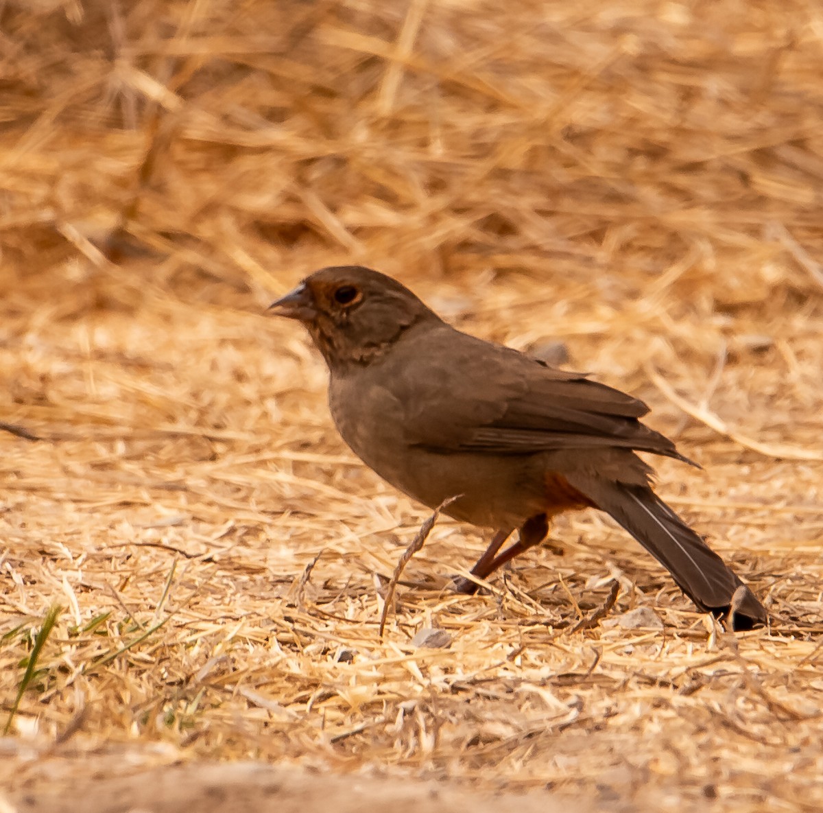 California Towhee - ML641834110