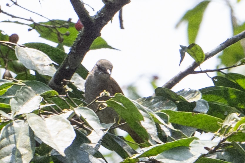 Slender-billed Greenbul - ML641834111