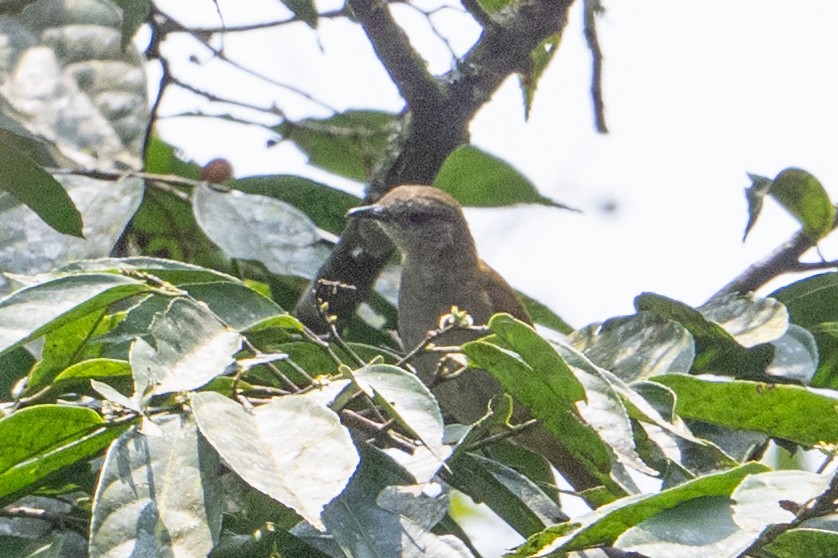 Slender-billed Greenbul - ML641834113