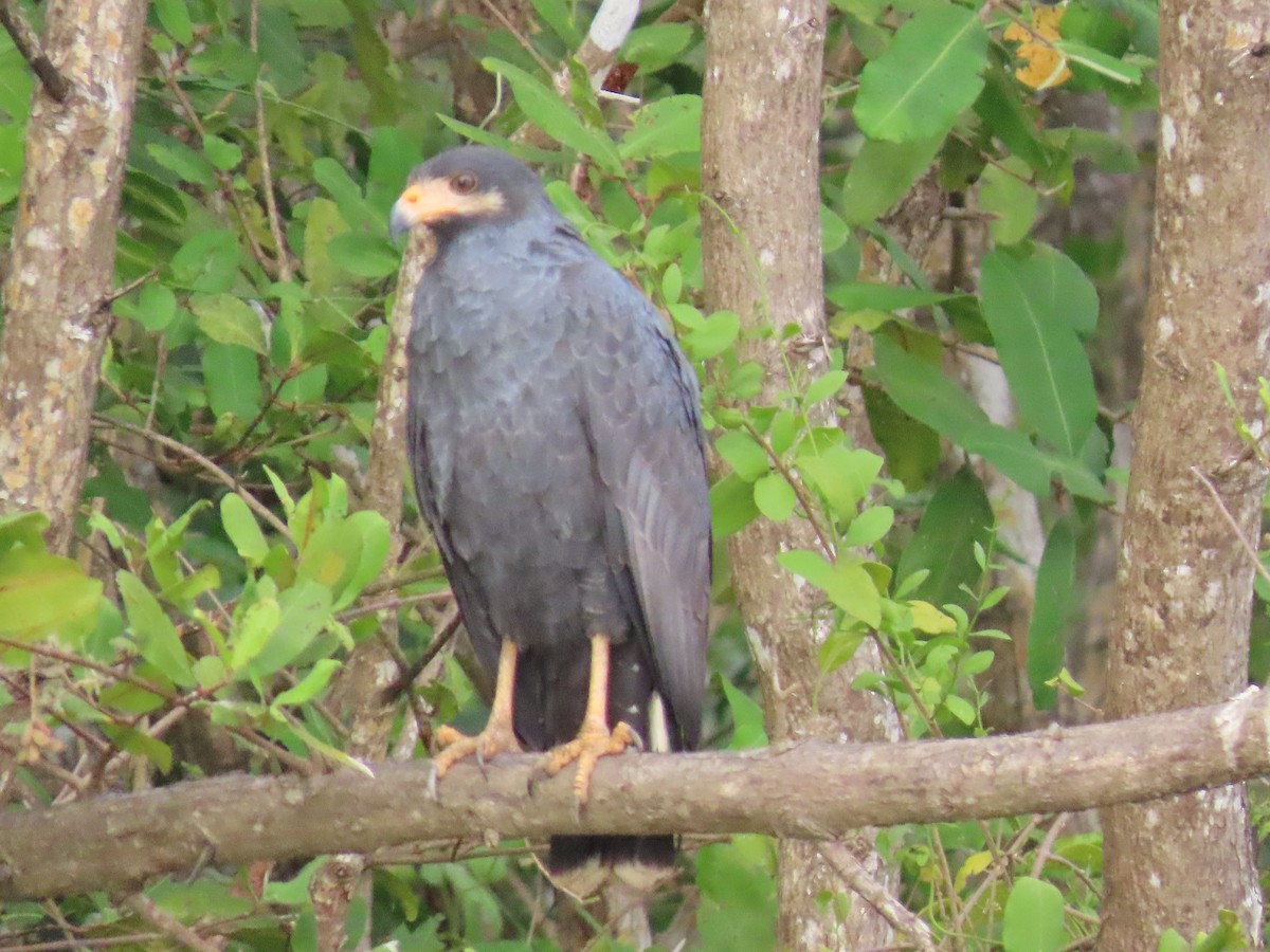 Common Black Hawk - ML641834122
