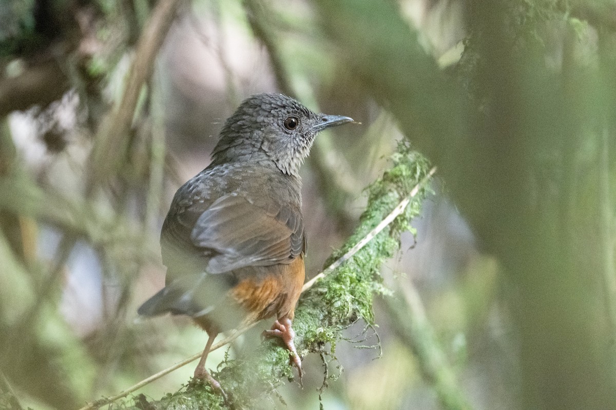 White-tailed Ant-Thrush - ML641834161