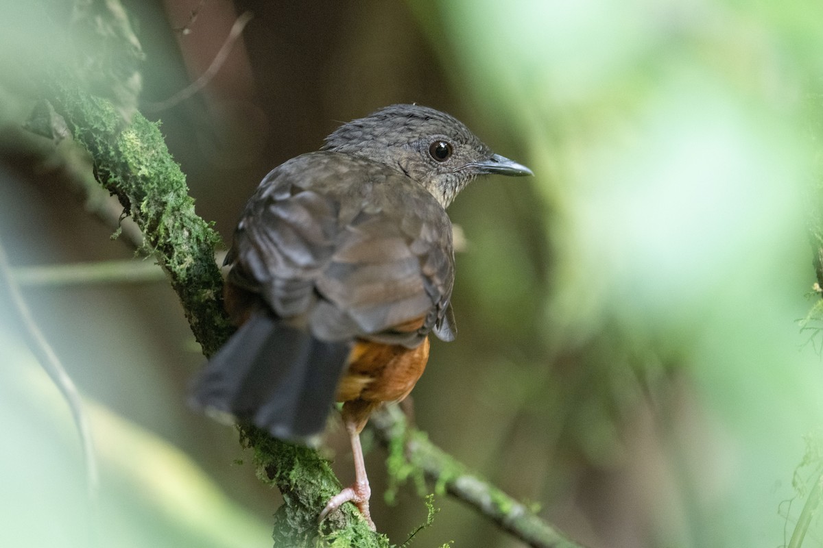 White-tailed Ant-Thrush - ML641834162