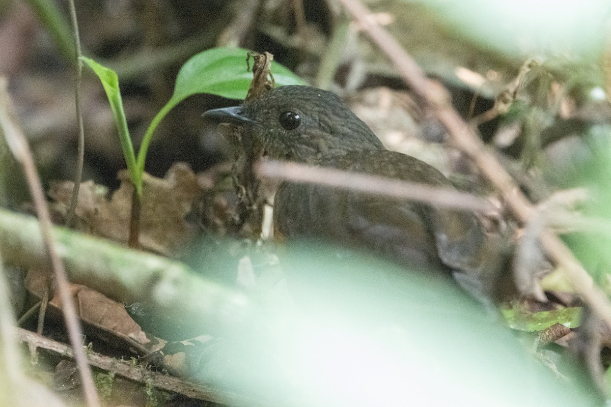 White-tailed Ant-Thrush - ML641834163