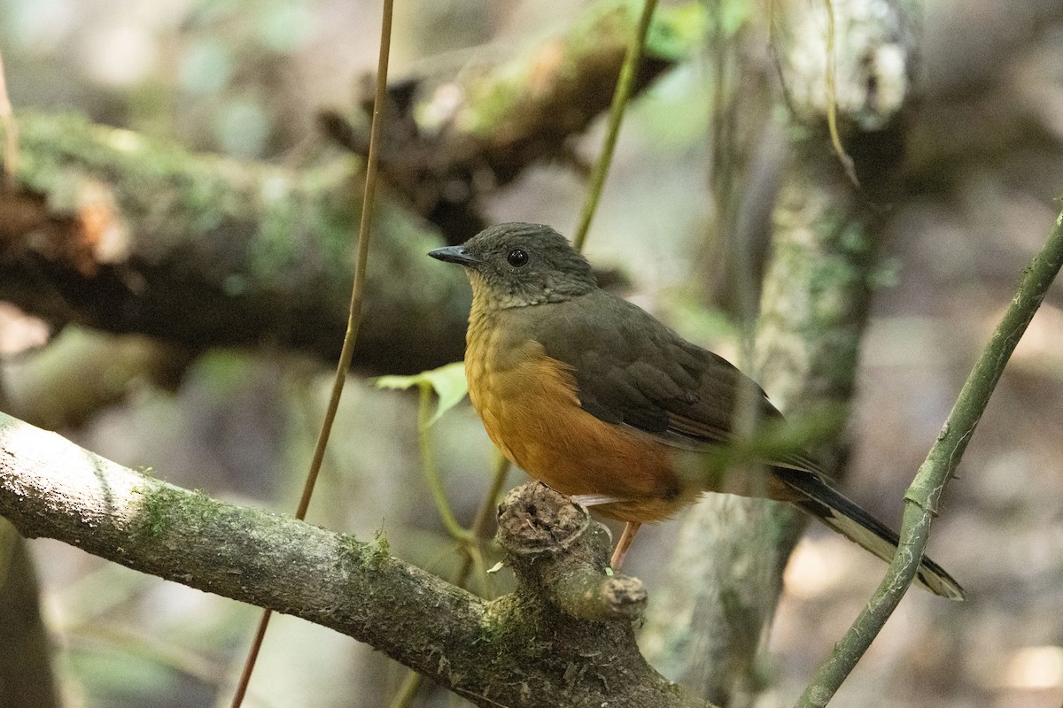 White-tailed Ant-Thrush - ML641834183