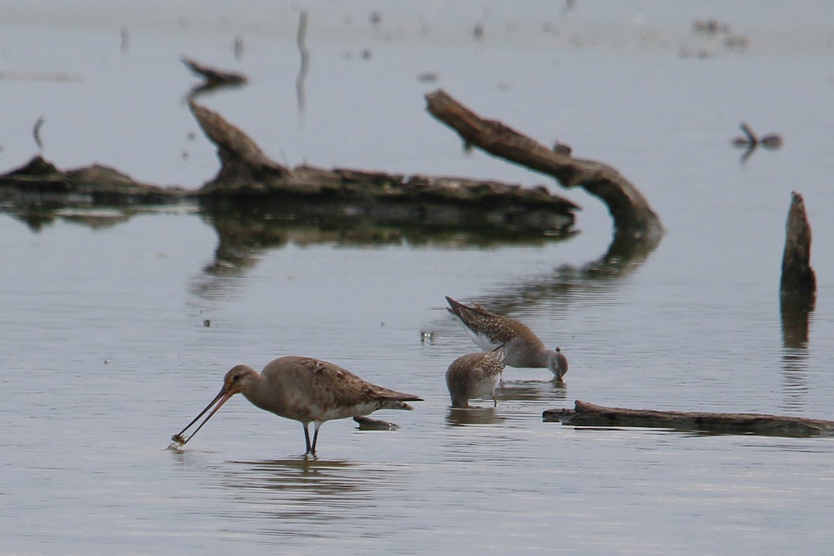 Hudsonian Godwit - ML641834187
