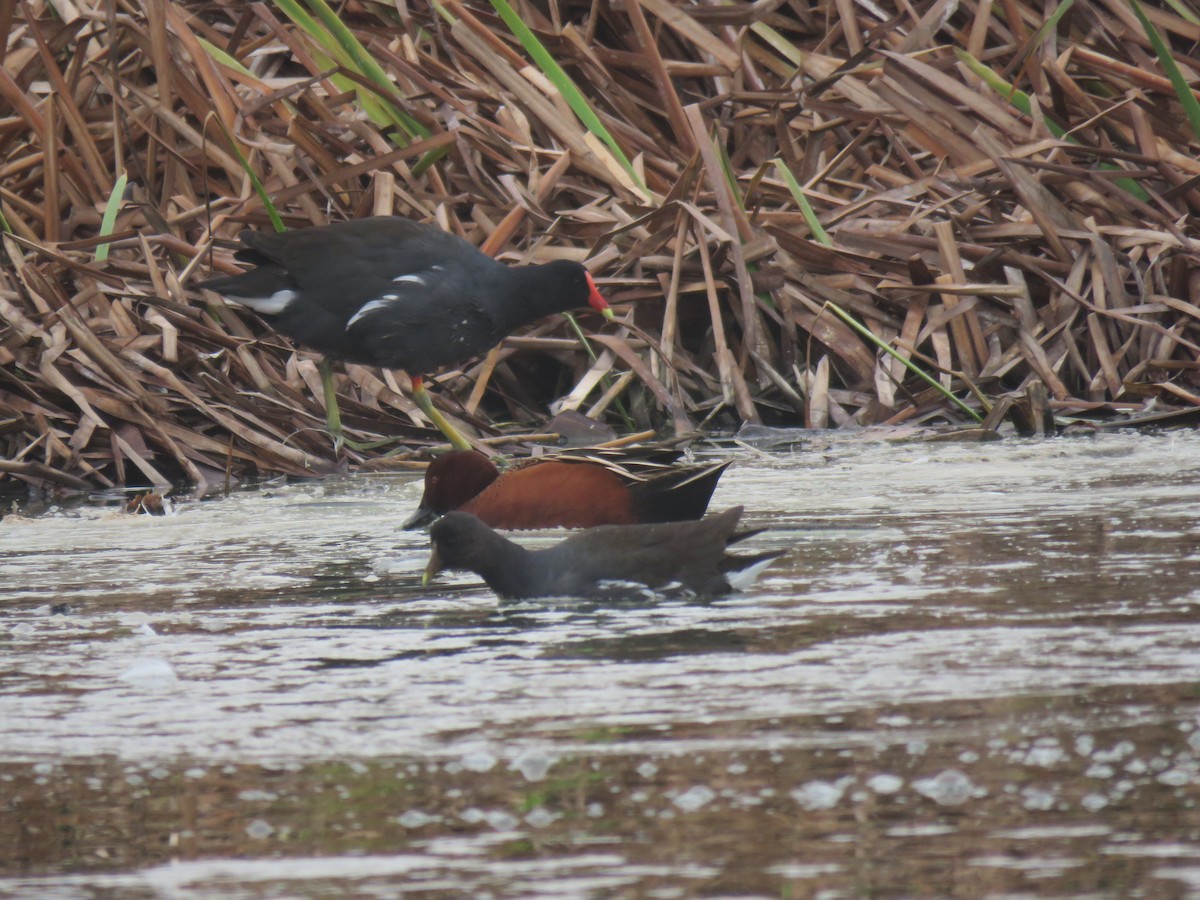 Common Gallinule - ML641834195