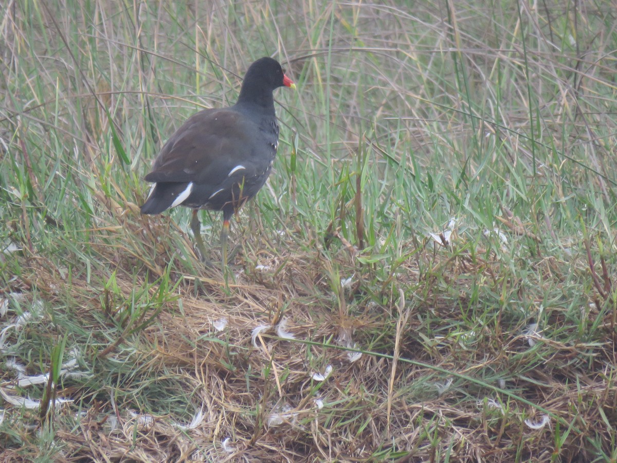 Common Gallinule - ML641834198