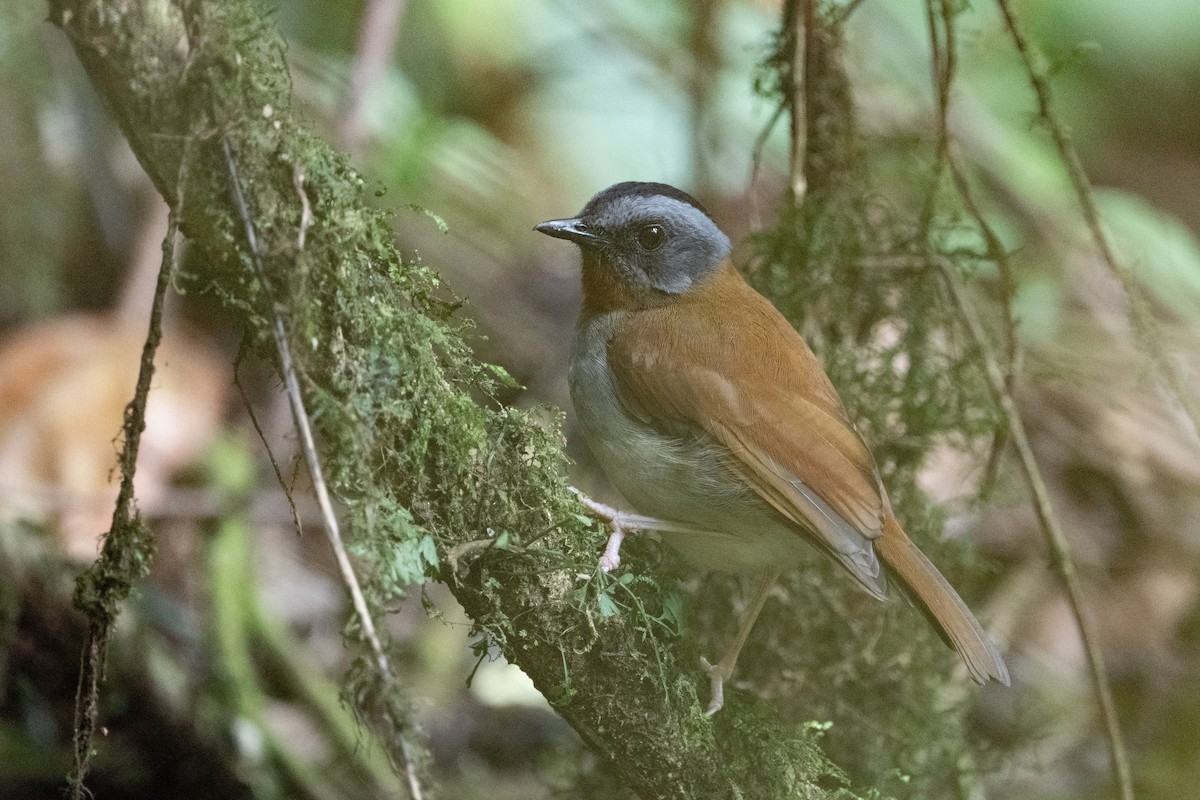 Red-throated Alethe - ML641834204