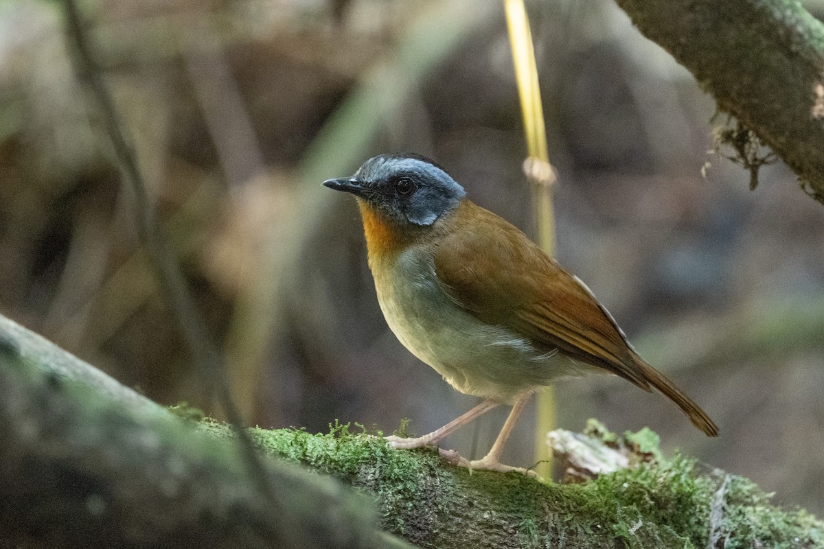 Red-throated Alethe - ML641834206