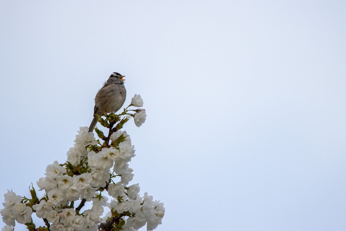 White-crowned Sparrow - ML641834215