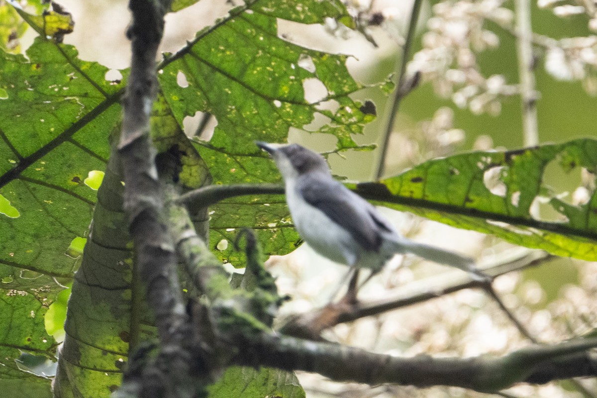 Gray Apalis - ML641834220