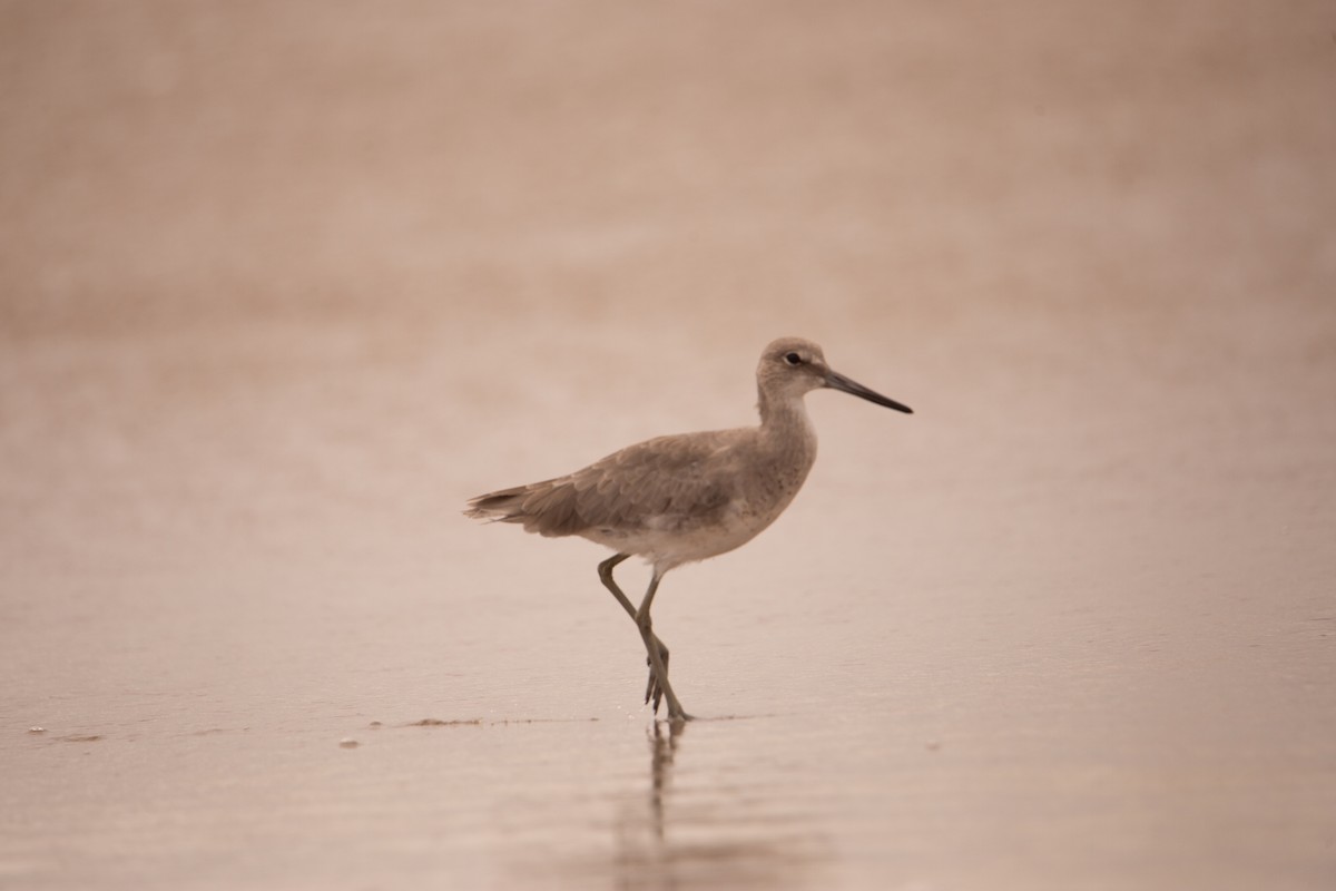 willetsnipe - ML641834229