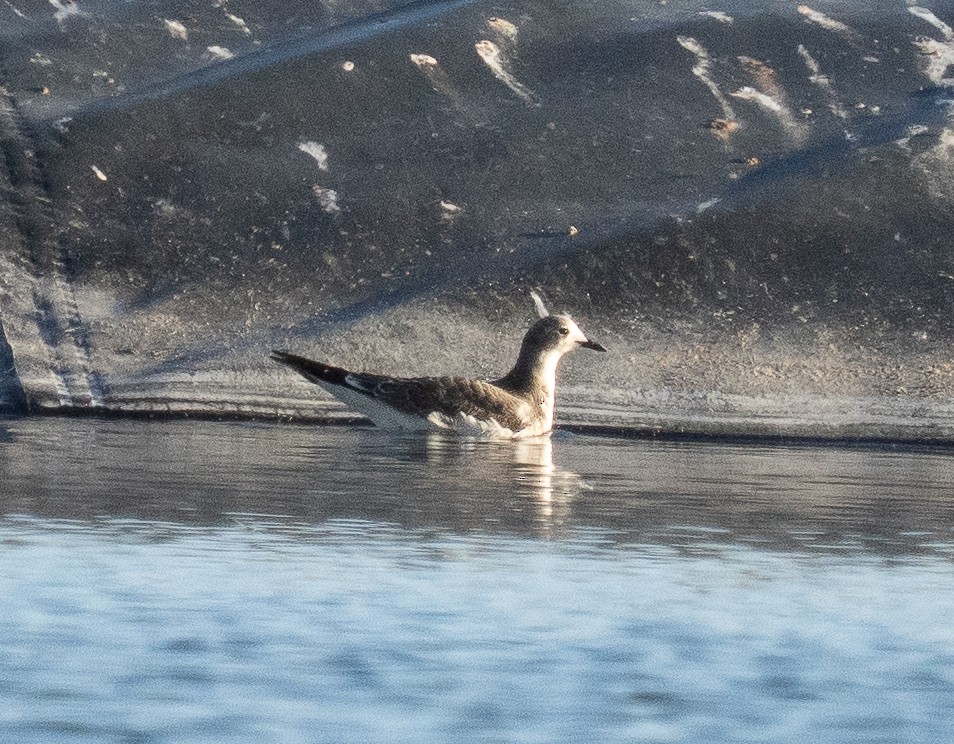 sabinemåke - ML641834232