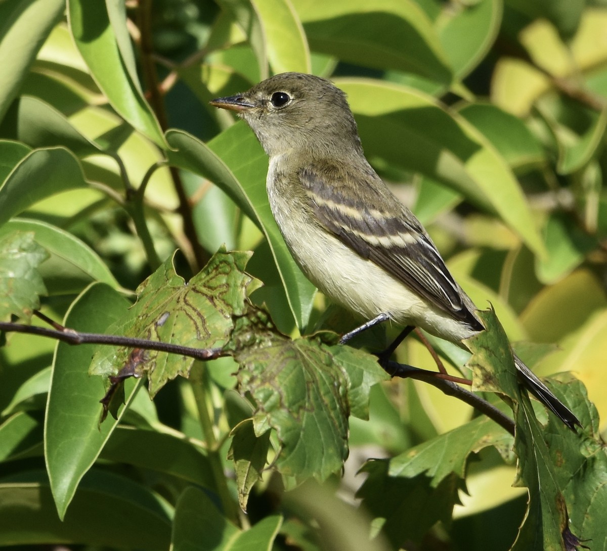 Empidonax sp. - ML641834260