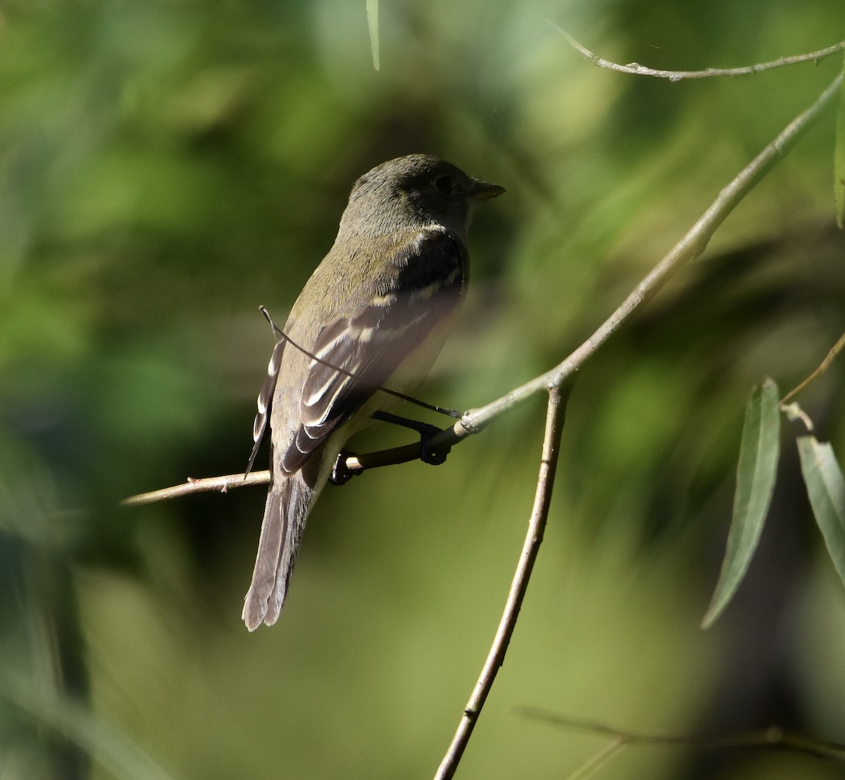 Empidonax sp. - ML641834268