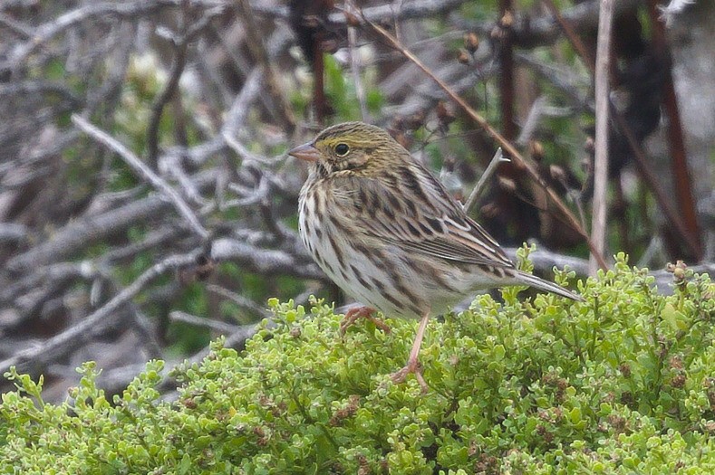 Savannah Sparrow - ML641834283