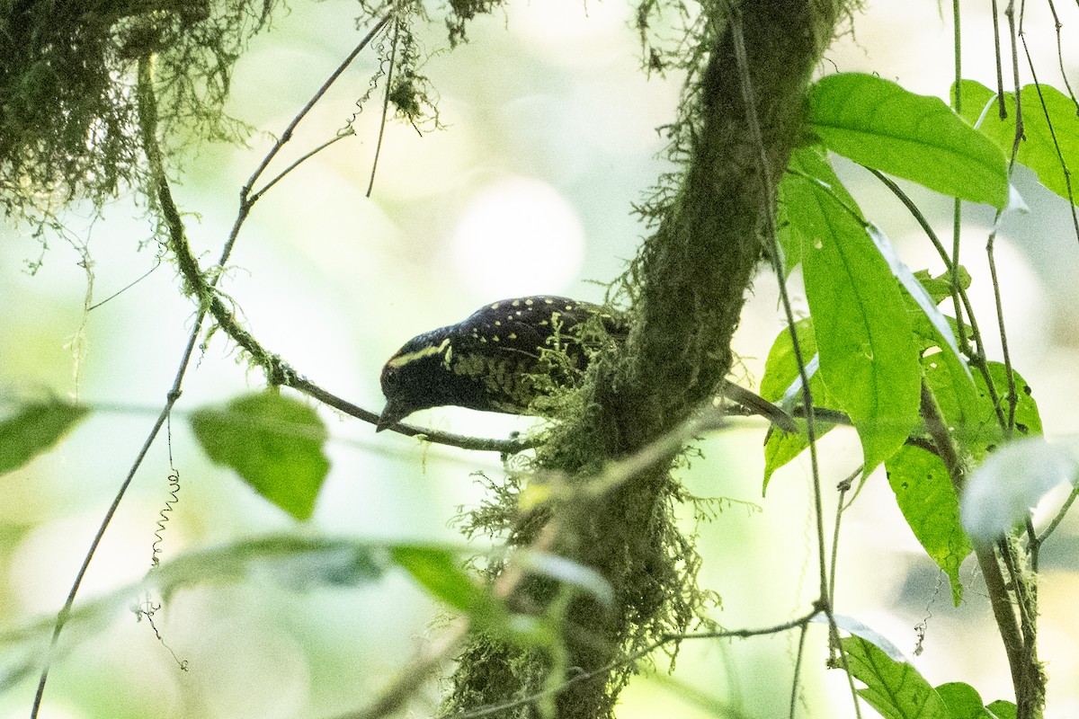 Yellow-spotted Barbet - ML641834289