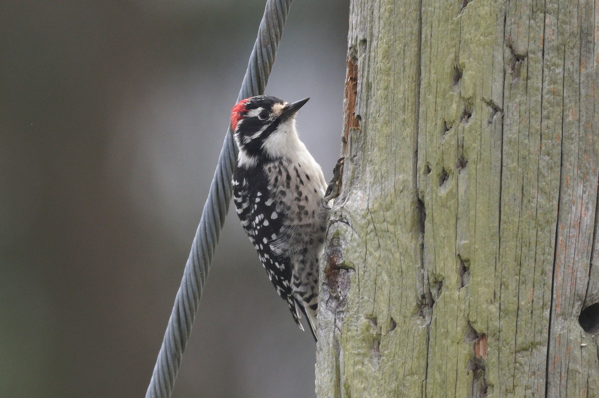 Nuttall's Woodpecker - ML641834295