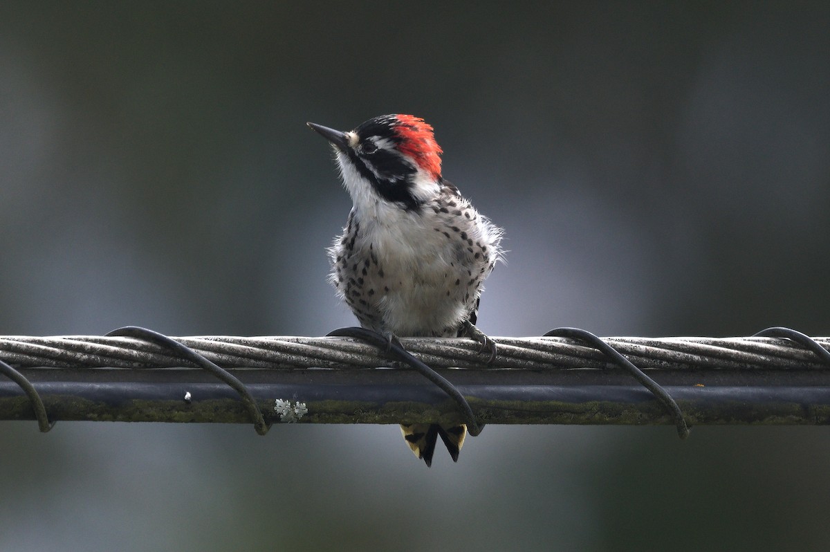 Nuttall's Woodpecker - ML641834296