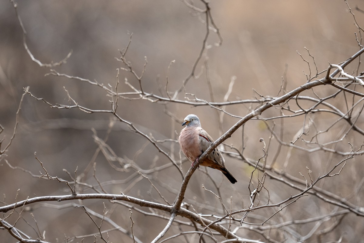 Croaking Ground Dove - ML641834300
