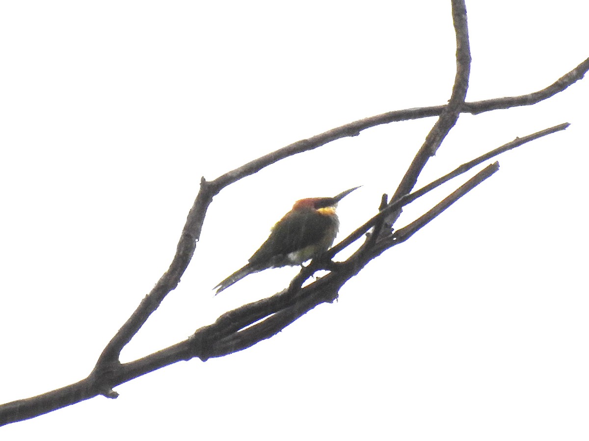 Chestnut-headed Bee-eater - ML641834303