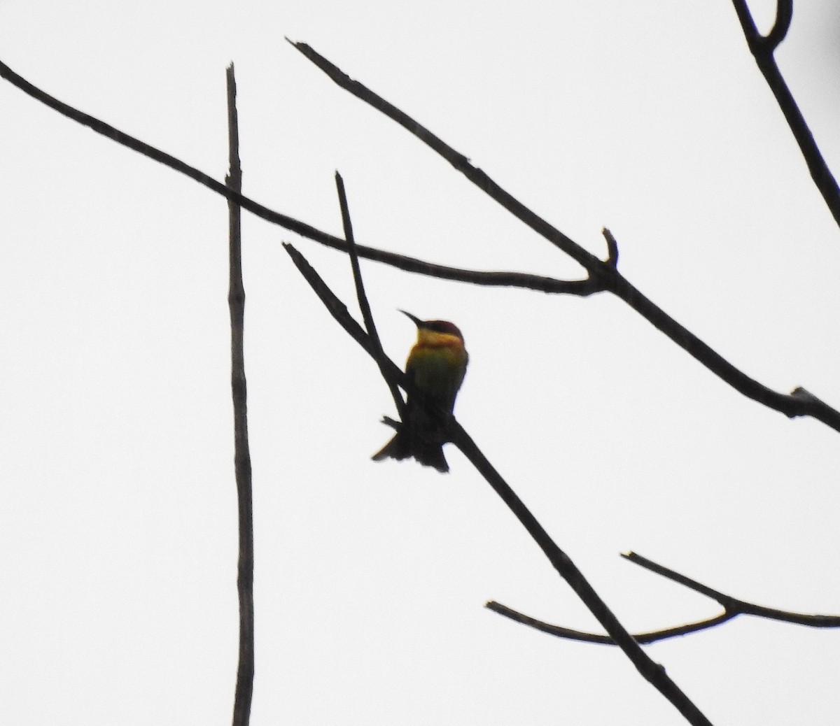 Chestnut-headed Bee-eater - ML641834304