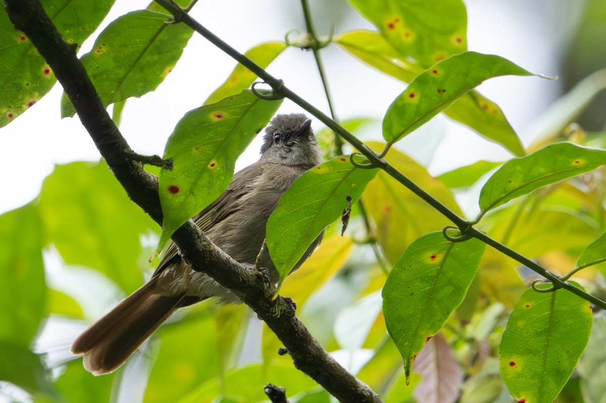 Gray Greenbul - ML641834313