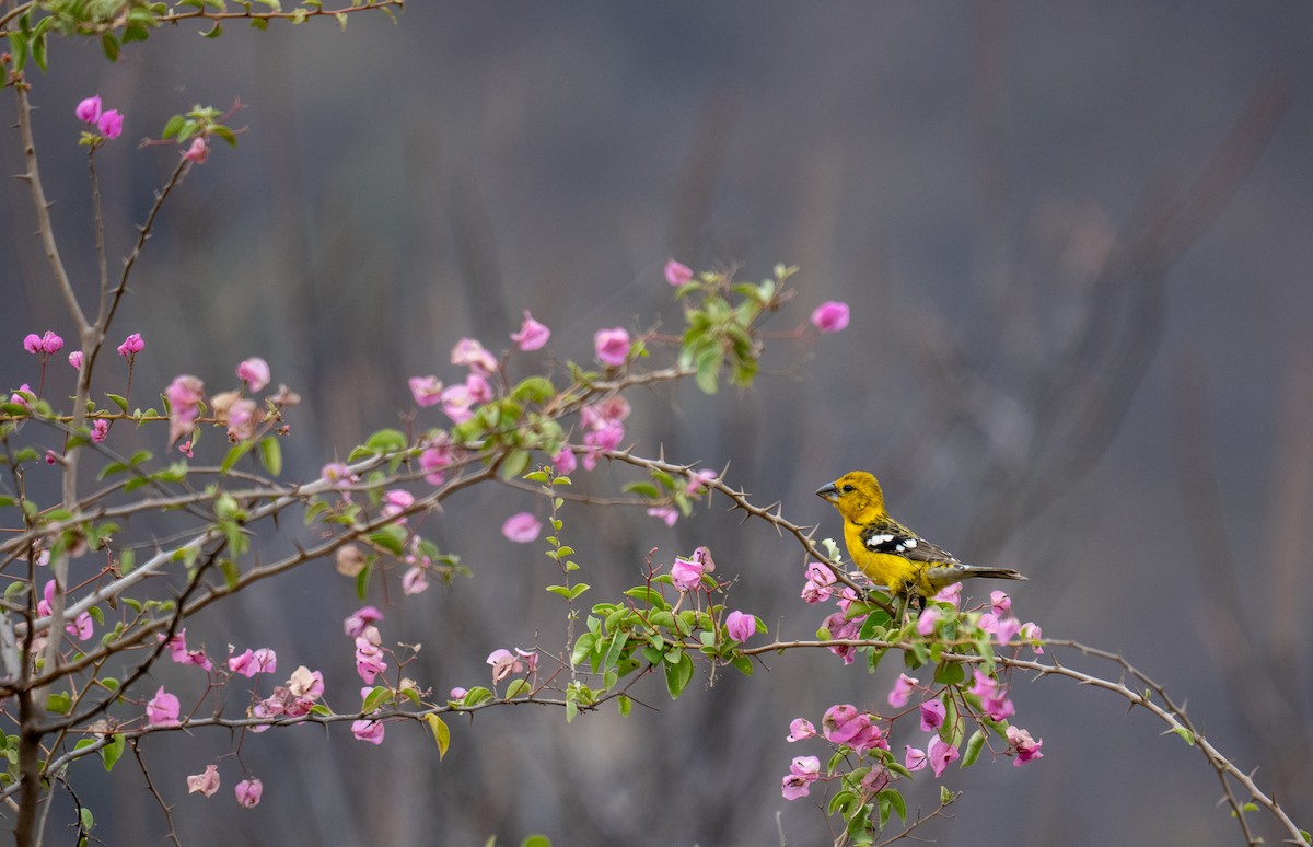 Golden Grosbeak - ML641834316