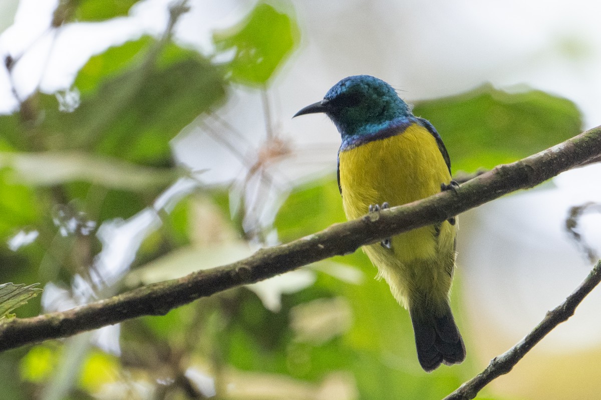 Collared Sunbird - ML641834318