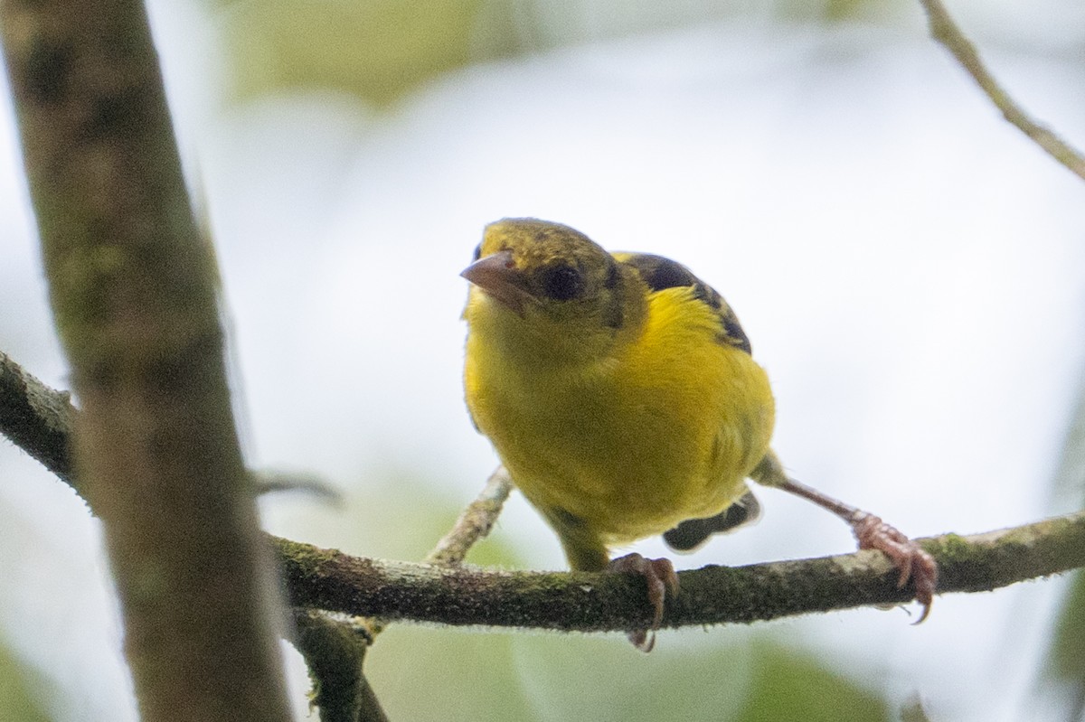 Brown-capped Weaver - ML641834333