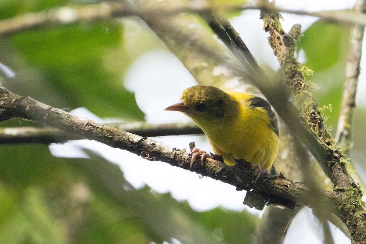 Brown-capped Weaver - ML641834335